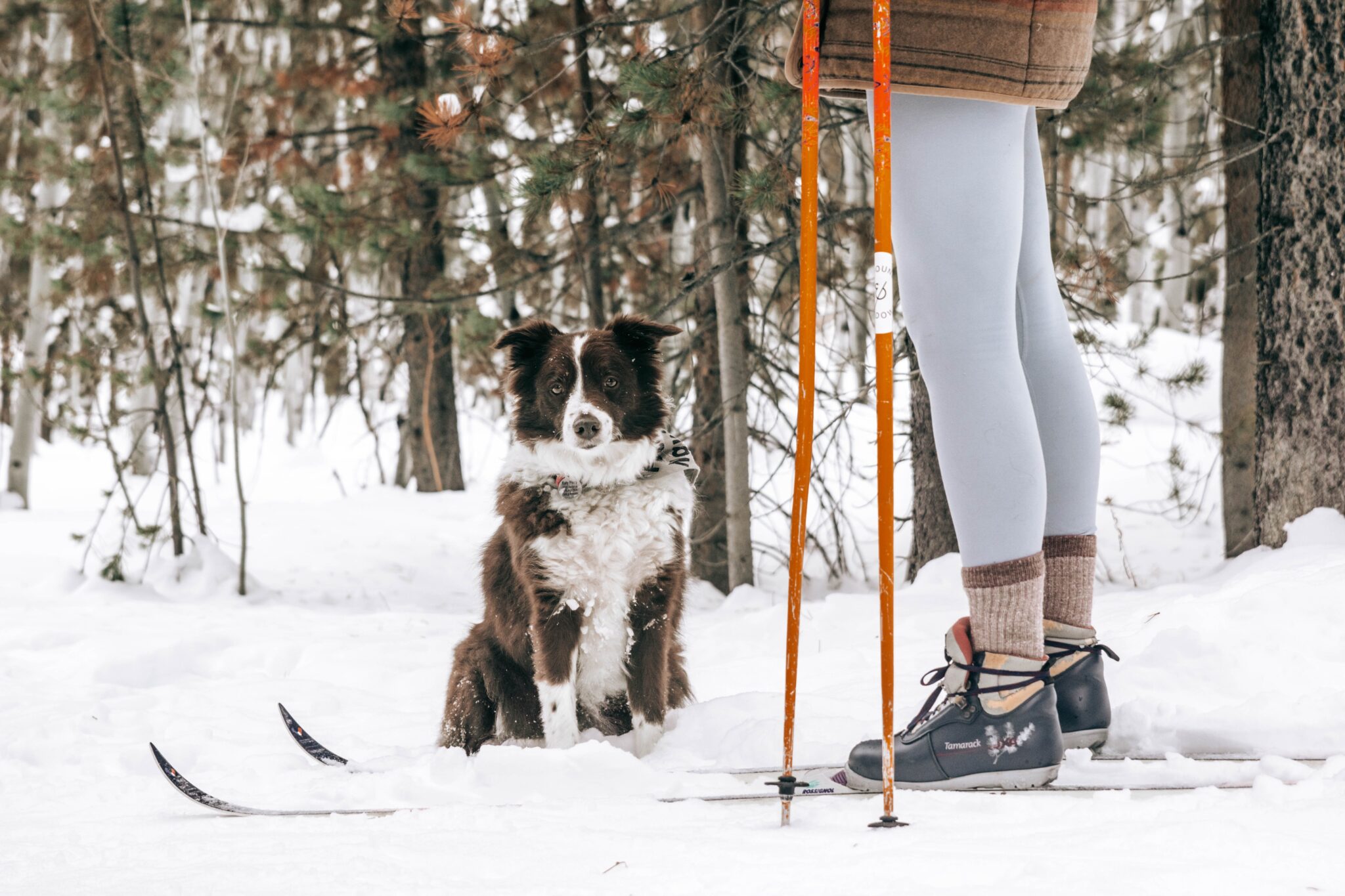 vacanza in trentino con il cane